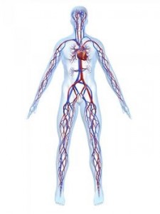 body arteries